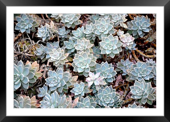 Cactus Framed Mounted Print by Nelly Gogus