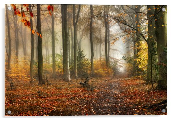 Woodland Colour Acrylic by Darren Ball