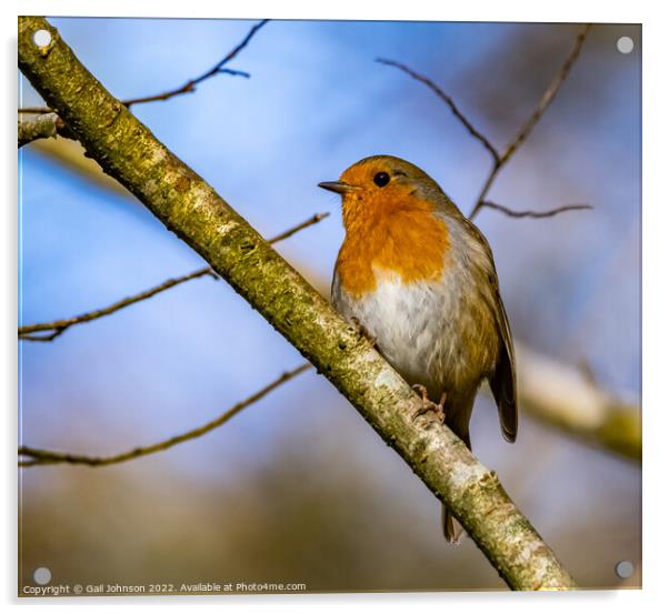 A robin  bird Acrylic by Gail Johnson