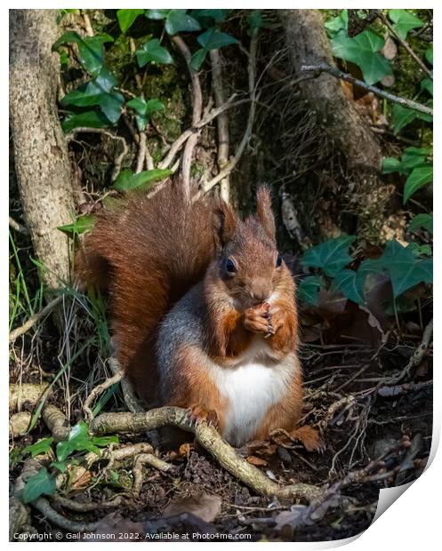 Red Squirrel  Print by Gail Johnson