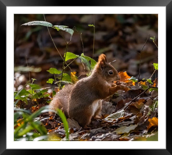 Red Squirrel  eating a nut Framed Mounted Print by Gail Johnson