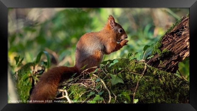 Red Squirrel  Framed Print by Gail Johnson