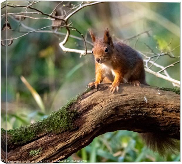 A Red Squirrel  standing on a branch Canvas Print by Gail Johnson