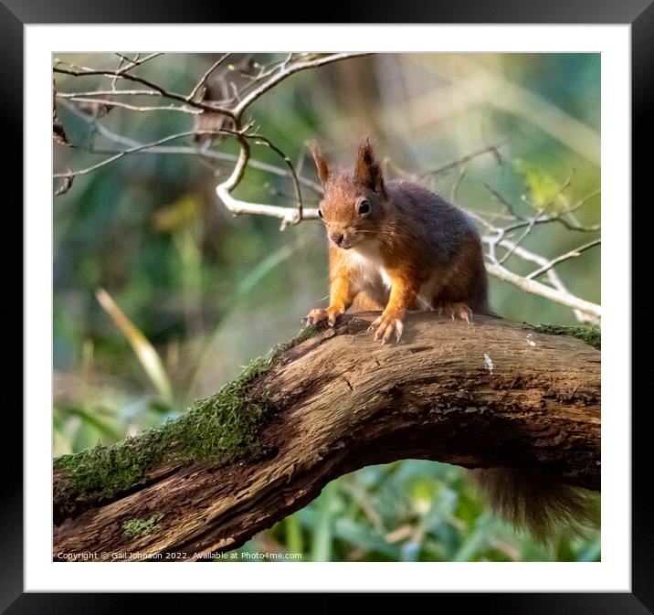 A Red Squirrel  standing on a branch Framed Mounted Print by Gail Johnson