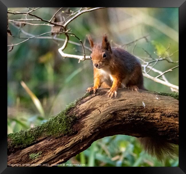 A Red Squirrel  standing on a branch Framed Print by Gail Johnson