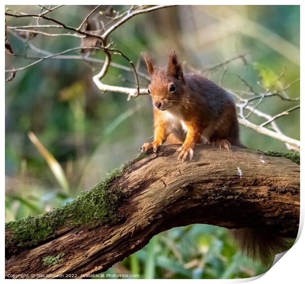 A Red Squirrel  standing on a branch Print by Gail Johnson
