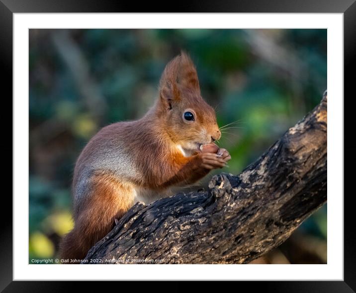A close up of a squirrel on a branch Framed Mounted Print by Gail Johnson