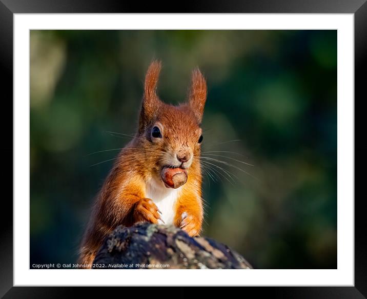 A close up of a squirrel on a branch Framed Mounted Print by Gail Johnson