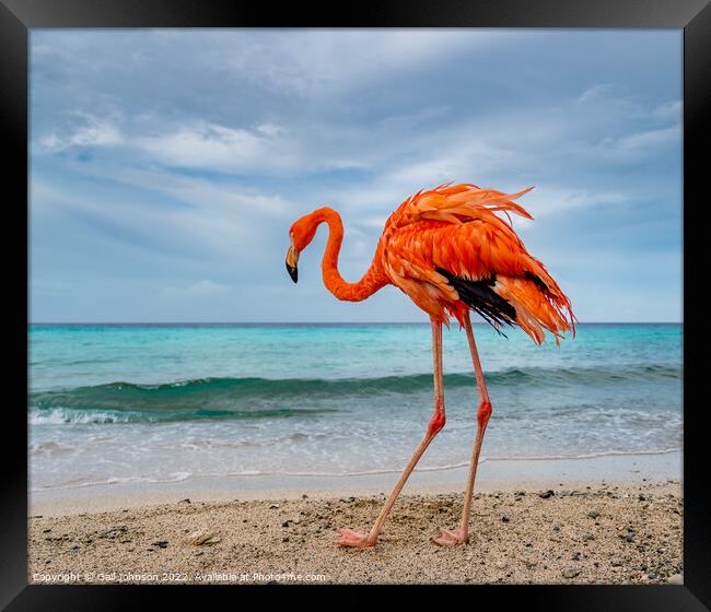 Bob the Flamingo after his swim Framed Print by Gail Johnson