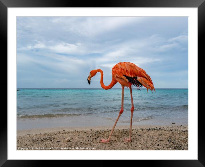 Bob the Flamingo after his swim Framed Mounted Print by Gail Johnson
