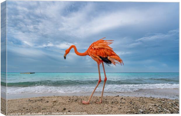 Bob the Flamingo after his swim Canvas Print by Gail Johnson