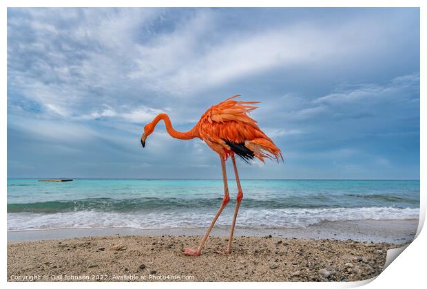 Bob the Flamingo after his swim Print by Gail Johnson