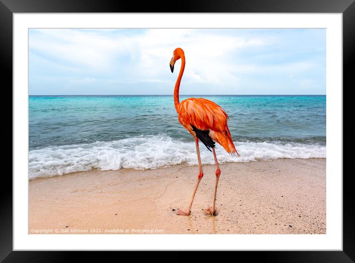 Bob the Flamingo after his swim Framed Mounted Print by Gail Johnson