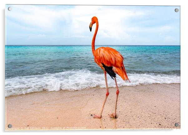 Bob the Flamingo after his swim Acrylic by Gail Johnson