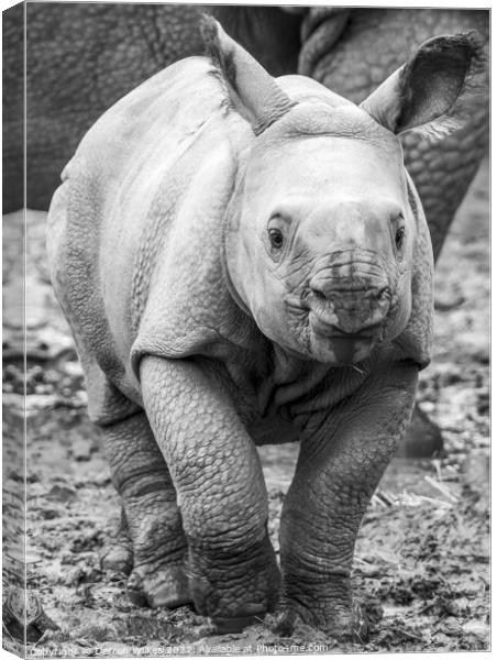 Baby One Horned Rhino Canvas Print by Darren Wilkes
