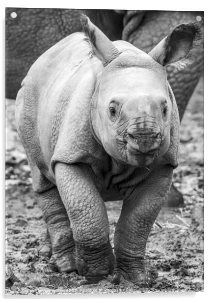 Baby One Horned Rhino Acrylic by Darren Wilkes