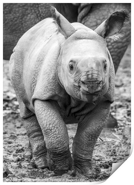 Baby One Horned Rhino Print by Darren Wilkes