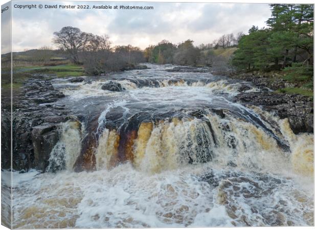 The River Tees in Spate at Low Force, Teesdale, County Durham Canvas Print by David Forster