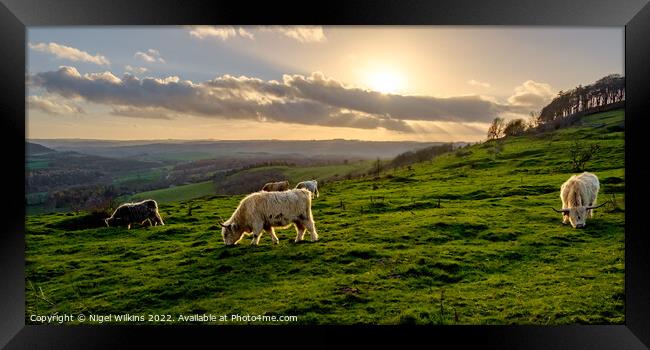 Highland Cattle Grazing - Derbyshire Dales Framed Print by Nigel Wilkins