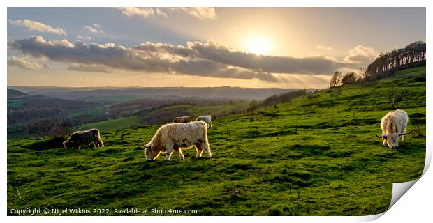 Highland Cattle Grazing - Derbyshire Dales Print by Nigel Wilkins