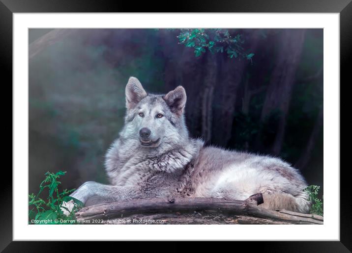 Wolfdog  Framed Mounted Print by Darren Wilkes