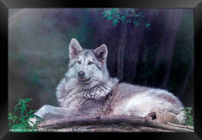 Wolfdog  Framed Print by Darren Wilkes