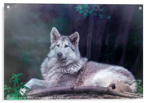 Wolfdog  Acrylic by Darren Wilkes