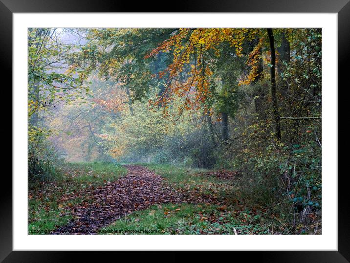 Woodland path Framed Mounted Print by Joy Walker