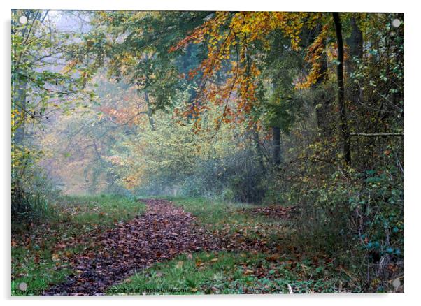 Woodland path Acrylic by Joy Walker