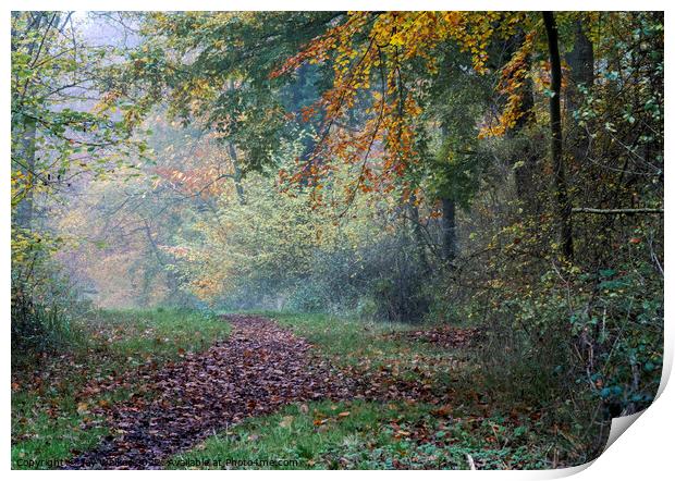 Woodland path Print by Joy Walker