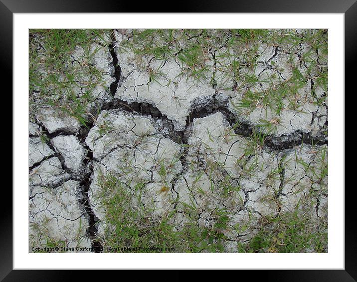 Parched earth, Bedfordshire walk. Framed Mounted Print by DEE- Diana Cosford