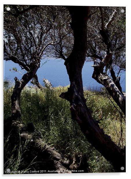 Amphitheatre view, Greek Island Acrylic by DEE- Diana Cosford