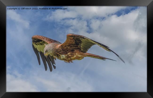 Majestic Red Kite Soars Across the Sky Framed Print by Cliff Kinch