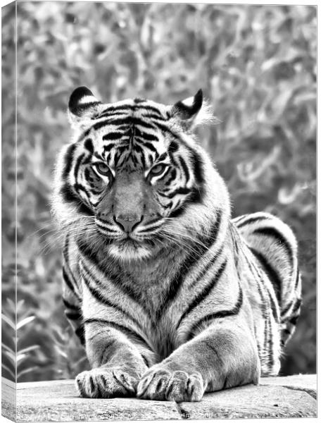 Sumatran Tiger In Black And White Canvas Print by Darren Wilkes