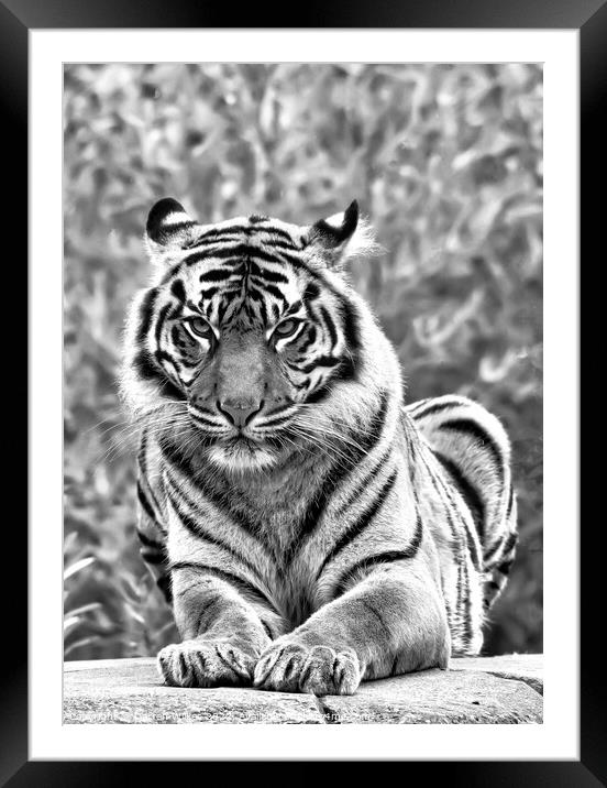 Sumatran Tiger In Black And White Framed Mounted Print by Darren Wilkes