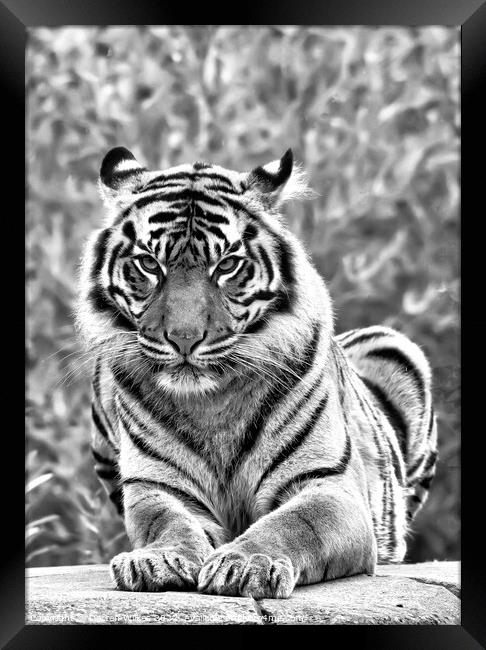 Sumatran Tiger In Black And White Framed Print by Darren Wilkes