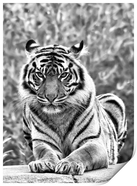 Sumatran Tiger In Black And White Print by Darren Wilkes