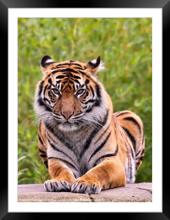 Sumatran Tiger on a rock Framed Mounted Print by Darren Wilkes