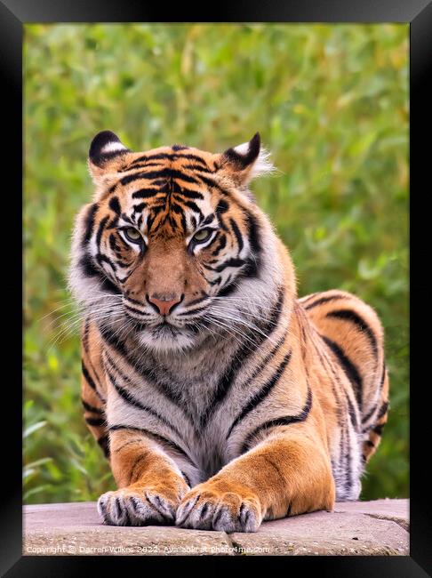 Sumatran Tiger on a rock Framed Print by Darren Wilkes