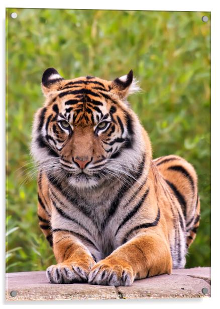 Sumatran Tiger on a rock Acrylic by Darren Wilkes
