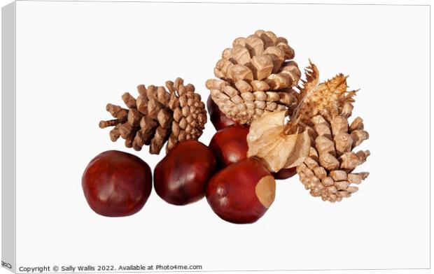 Conkers & cones Canvas Print by Sally Wallis