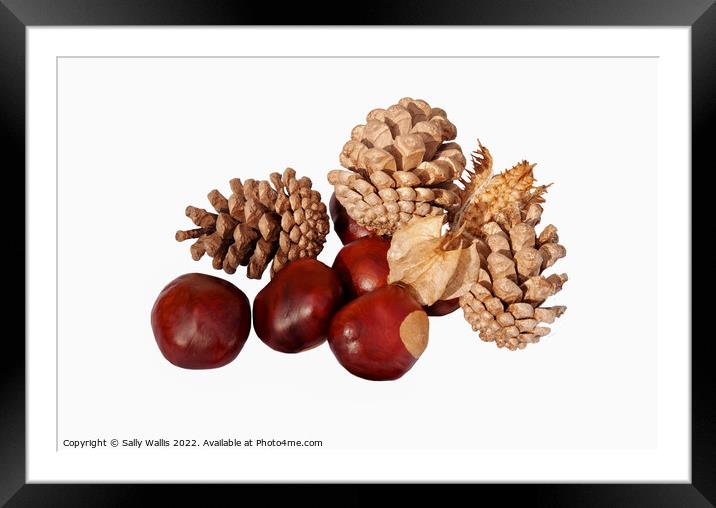 Conkers & cones Framed Mounted Print by Sally Wallis