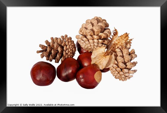Conkers & cones Framed Print by Sally Wallis