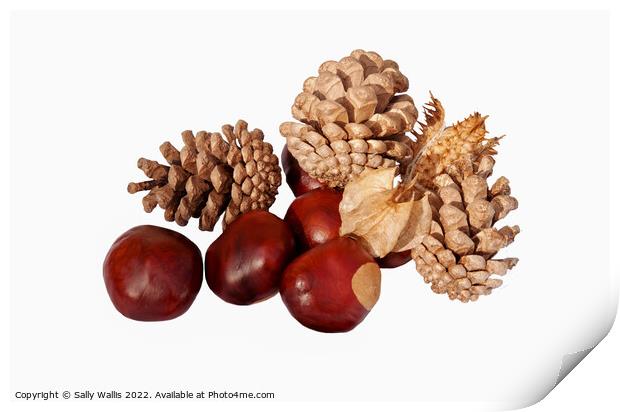 Conkers & cones Print by Sally Wallis