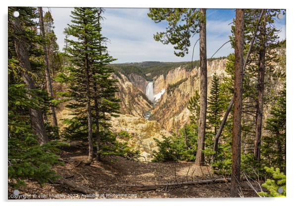 Yellowstone National Park - Lower Falls Acrylic by colin chalkley