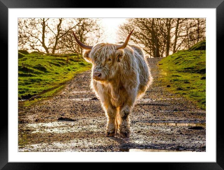 Highland Cow Framed Mounted Print by Nigel Wilkins