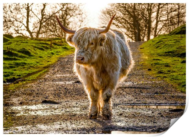 Highland Cow Print by Nigel Wilkins
