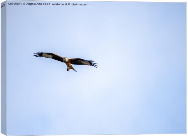 Red Kite Canvas Print by Angela Aird
