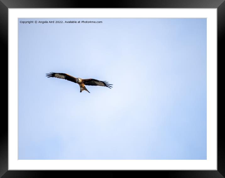 Red Kite Framed Mounted Print by Angela Aird