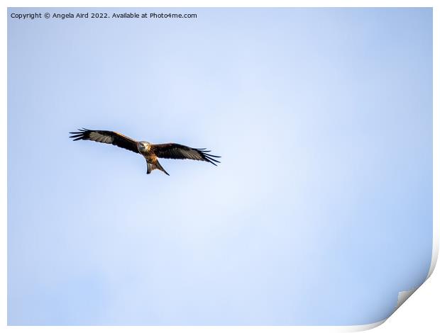 Red Kite Print by Angela Aird